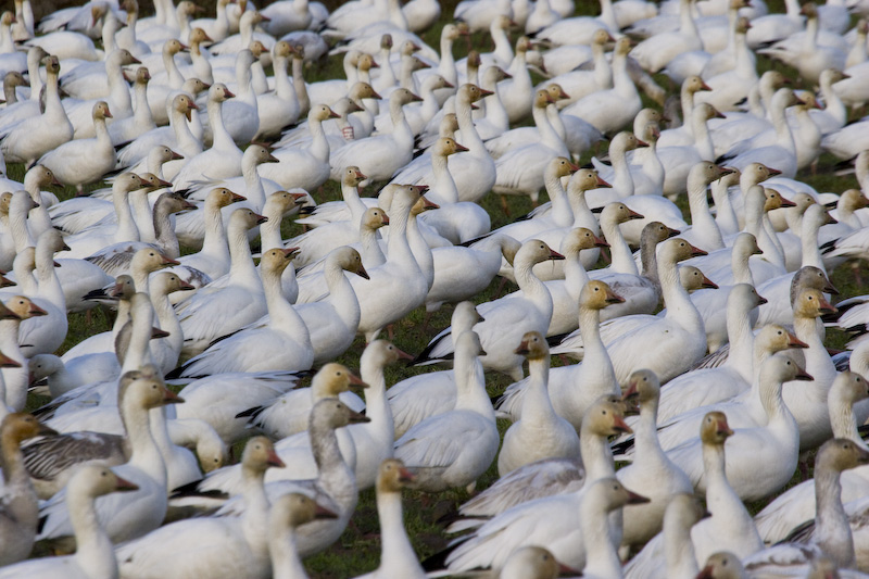 Snow Goose Flock